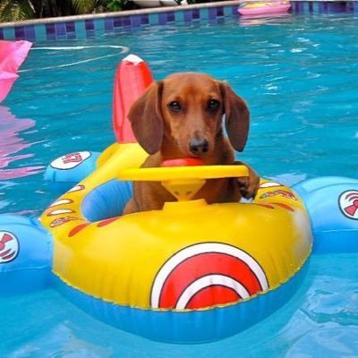 champagnefloat's profile picture. 🏊