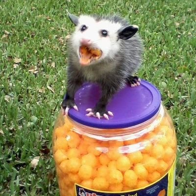 maybeopossum Profile Picture
