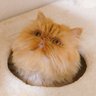 tawashi_m909's profile picture. ◆多和之進【たわのしん】◆エキゾチックロングヘアー♂◆呼び名→たわし🧽◆2020/12/14🎂
◆飼い主→あぴ
◆のんびりと飼い猫を呟きます。（たまに妹宅の犬/ペキ・母宅の犬／チワワ）人生…出会いと別れ😂
◆ゲーム好きの動物好きです。絵も描きます。
2021年3月に、3代目たわしが来ました！たあちくんは、便秘症。
