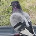 Pršljenko 🕊 (@tolig0) Twitter profile photo Pršljenko 🕊 (@tolig0) Twitter profile photo