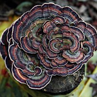 Mycelium (@stuckeypamnj) 's Twitter Profile