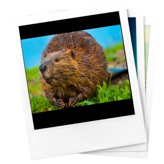 CastorTracker is a crowdsourced project to track changing beaver-dominated landscapes to address pressing management challenges.