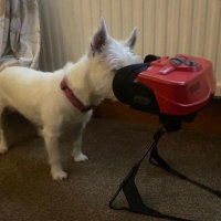Retro Ghost Mutt (@retrodogg0) 's Twitter Profile