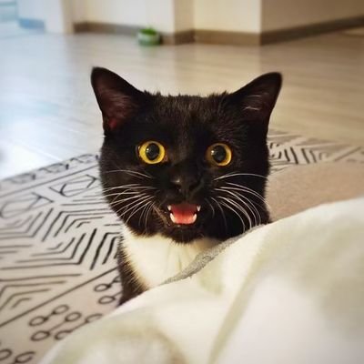 ZutingY's profile picture. 