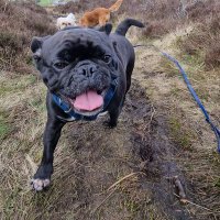 stitch the frug (@cdecorators_uk) 's Twitter Profile