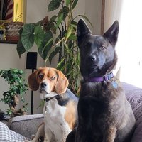 Axl The Beagle & Luna(@AxltheBeagle) 's Twitter Profile Photo