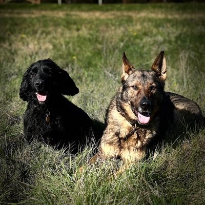 Blaze is a General Purpose (GP) & FA Support Dog, Alfie is a Specialist Search Dog. We work hard with our Dad to keep the people of West Mercia safe.