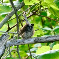 Asuka Orr (@asukaorr) 's Twitter Profile