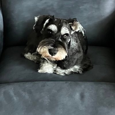 SchnauzerMom: Schnauzie,’81-‘96, 🌈, Idgie,’07-‘17, 🌈, & her sister Molly, ‘07- ‘20,🌈, Luci Louise, born: 2-22-22. Proud Member #SchnauzerGang.