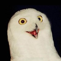 Uenov (@uenov) 's Twitter Profile Photo