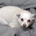 Chi Chi (@thechichipuppy) Twitter profile photo Chi Chi (@thechichipuppy) Twitter profile photo