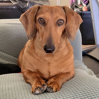 Redthedoxie Profile Picture