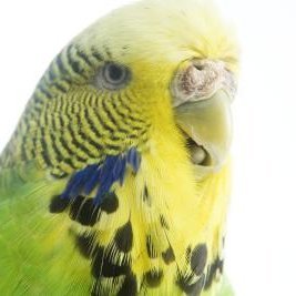 I tweet, therefore I am. To some people, I'm a pet parakeet. To others, I'm a pet peeve.