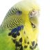 Tweety (@tweestweets) Twitter profile photo Tweety (@tweestweets) Twitter profile photo