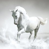 最強の情報競馬エアフィールド (@makottchiko) 's Twitter Profile