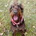 Teresa Grigsby (@doodlemom707) Twitter profile photo Teresa Grigsby (@doodlemom707) Twitter profile photo