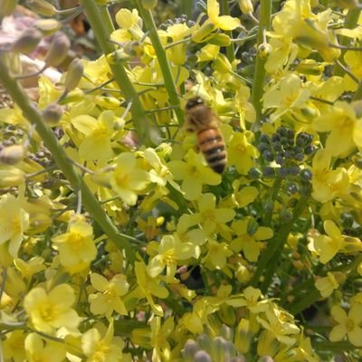 kentak131's profile picture. 農民です。三児の父です。料理片付け、トイレ掃除洗濯、アイロンかけ、送迎、子供の弁当作り担当。酒は飲んだら呑まれる方です。無言フォロー失礼します。子供たちのための少しでも良い国になればと、考えてます。反自公維新国民です。選挙に行きましょう。