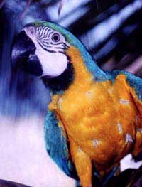 florboscan's profile picture. Amante de la libertad y en contra de todos los atropeyos que se han visto ultimamente en Venezuela. No a la expropiación. No al engaño.