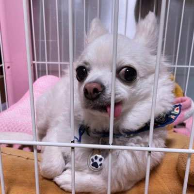 ryosuke_chiwawa's profile picture. チワワ飼ってます🐶🐶定期的に投稿します👍✨