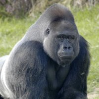 Crypto Beast🦍 (@crypto_8east) 's Twitter Profile Photo Crypto Beast🦍 (@crypto_8east) 's Twitter Profile Photo