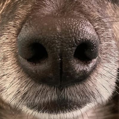 FrxxdomChaser's profile picture. Cuenta mudada a @FreedxmChaser