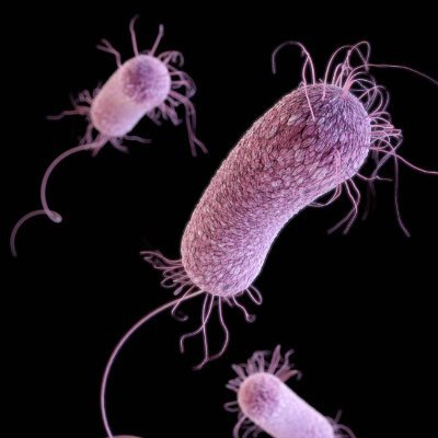 Gram-negative opportunistic pathogen and a major cause of illness and death in humans with immunosuppressive and chronic conditions.