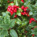 Marissa Flowers - @tulips329 - Twitter