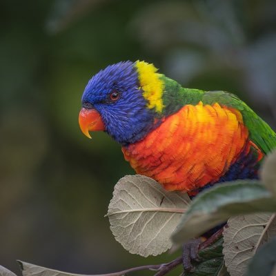 コロナ前までオーストラリアで保育士をしていました🇦🇺 いつかまた行きたいな@(・●・)@ いろんな語学勉強中です✏︎