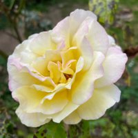 Anne Webb (@a_webb) 's Twitter Profile
