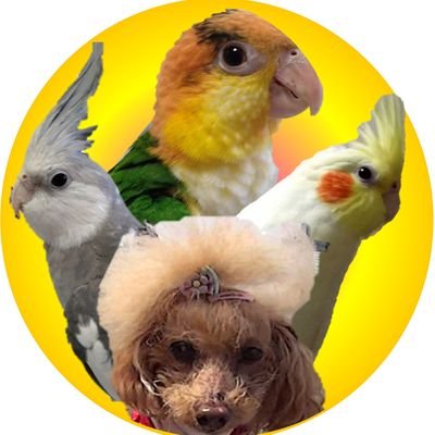 トイプードル♀️ だんご
オカメインコ ルチノー♀️ くう
オカメインコ パールWF♂ ナップ
シロハラインコ  ♂ 虎太郎 
我が家の日常をまったりと更新しています。
そして鳥好きの皆さんを無言でフォローしちゃいます🙇
よろしくお願いします🙂