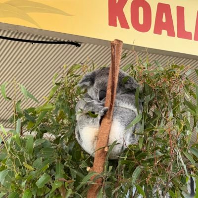 aikonharisudesu's profile picture. アイコンはライオンです。ムキムキになりたいし就活も成功したいし立派な大人になりたい‼️/早慶文系🇦🇺留学中/広告