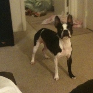 Moonlightuser's profile picture. 