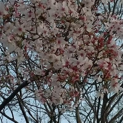 しじみ汁さんのプロフィール画像