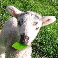 もび (@moviti) 's Twitter Profile Photo