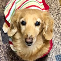 ぎん (ღˇ◡︎ˇღ) (@rem_821) 's Twitter Profile