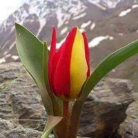 Özgürce. (@fatsurekk) Twitter profile photo