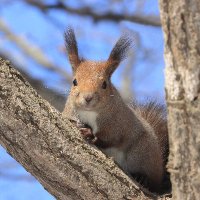 ちいさな森の記 ～鎮守の杜の日常～ (@ensyushi) 's Twitter Profile