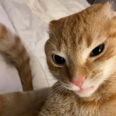 ClownWithABonk's profile picture. just a silly guy. 
he/him