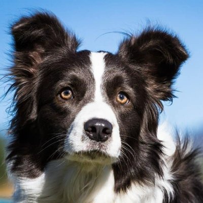 AlBadsha168640's profile picture. We Loves Collie