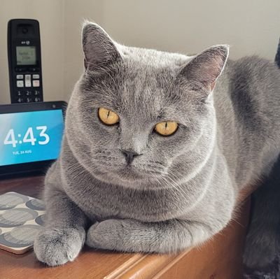 I'm a British blue boy. I love my family (staff) all my favourite food, especially chicken bites, and the odd cuddle.
I'm not so keen on pigeons or magpies.