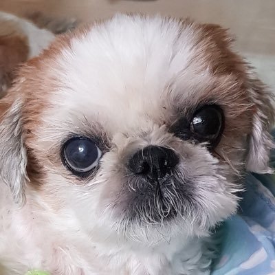 짱길라さんのプロフィール画像