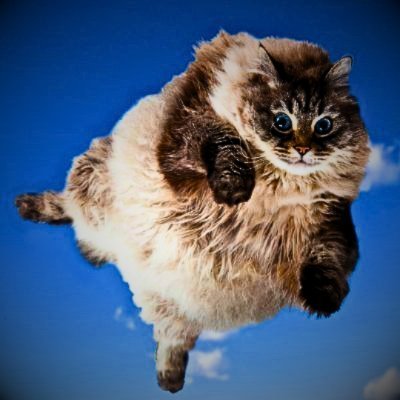 motu_pie's profile picture. I don't know anything
I don't want to know anything