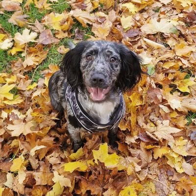 ThomasBushell97's profile picture. Eat Sleep Fearne. Willow🐥🧡