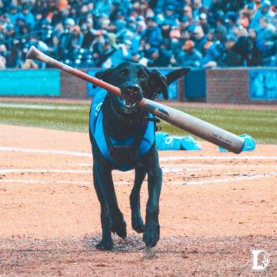 Ripken the Bat Dog Profile