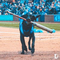 Ripken the Bat Dog (@ripkenthebatdog) 's Twitter Profile
