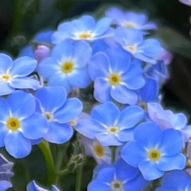 sorataro_green's profile picture. バラを中心に草花を育ててます🪴2023年から始めました🌱