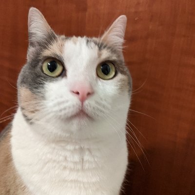Skutllebutt: Diluted Calico. 5 yrs old. Likes: worm. Big sister to @Iggypoptartcat
Also find me at https://t.co/WTHim8eRID
