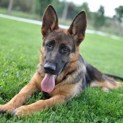 👉 Welcome to @germansheph_dog
🐕 We share daily #germanshepherd Contents 
🐾 Follow us if you really love pugs
👇 Visit Our Store👇