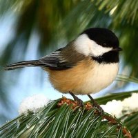 chickadee dee dee(@JohnSmi49324914) 's Twitter Profile Photo