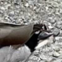 huh (@huhdrack) 's Twitter Profile Photo huh (@huhdrack) 's Twitter Profile Photo